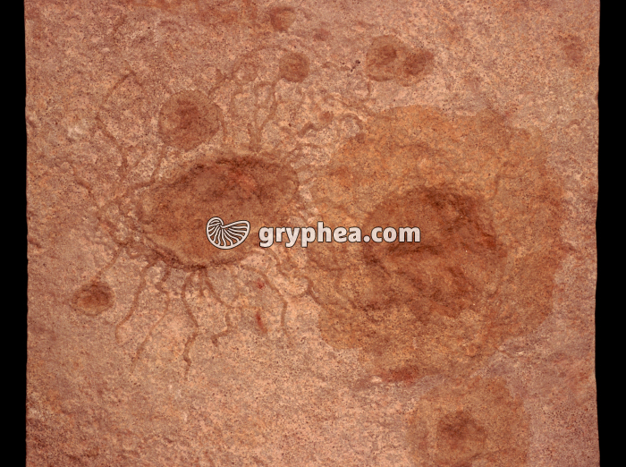 Hiemoloria stellaris - gryphea.com